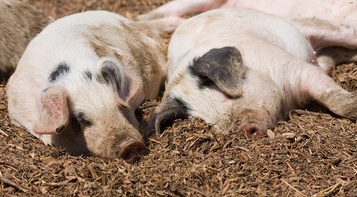 Откорм свиней с 70 до 120 кг живой массы