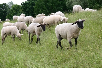 Молодняк овец старше 4 месяцев, овцематки