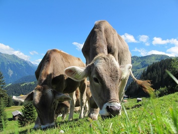 Высокопродуктивные коровы с удоем более 5000 кг и быки производители (стойловый период)