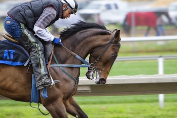 Спортивные лошади, тренируемый молодняк от 2 до 3 лет и дойные кобылы