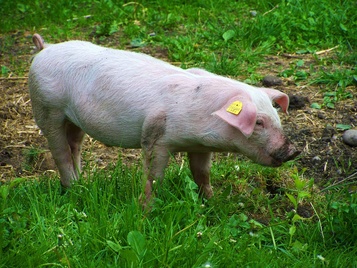 Откорм свиней с 40 до 70 кг живой массы