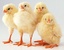 Эффективность применения сульфата лизина в комбикормах для цыплят-бройлеров (Farm Animals № 3-4 / 2013) .pdf