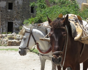 Рабочие лошади, молодняк старше 6 месяцев и животные на откорме