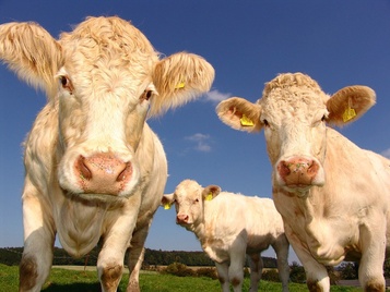 Высокопродуктивные коровы с удоем более 5000 кг и быки производители (пастбищный период)